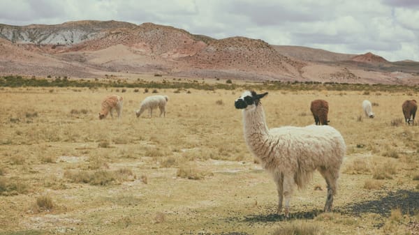 Lokale LLMs mit llama.cpp und Open WebUI