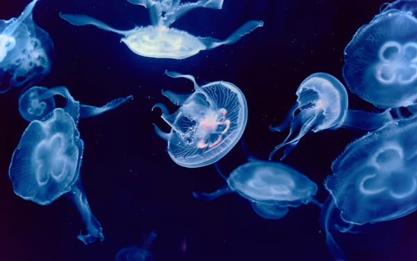 How to add Gotify webhook to Jellyfin